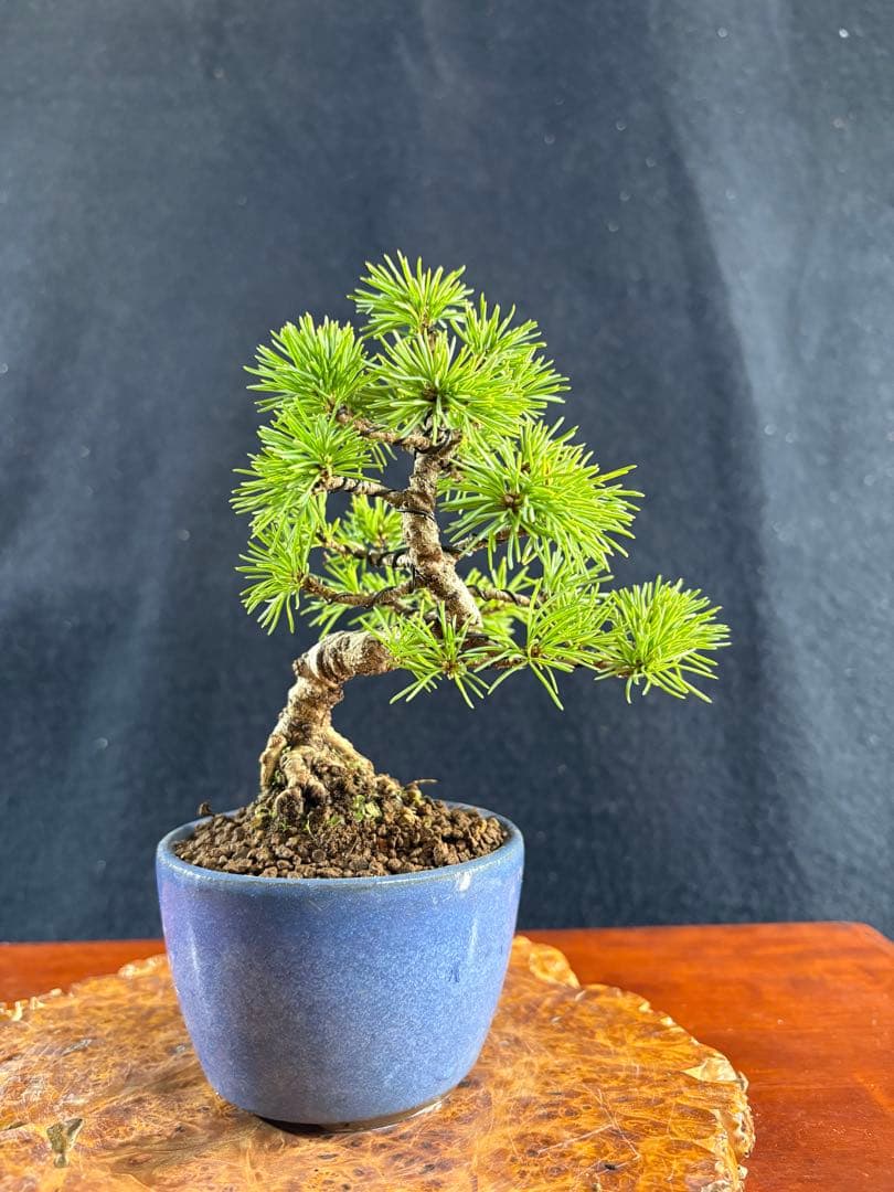 小品盆栽、赤石五葉松、懸崖模様木 目立った傷や汚れなし