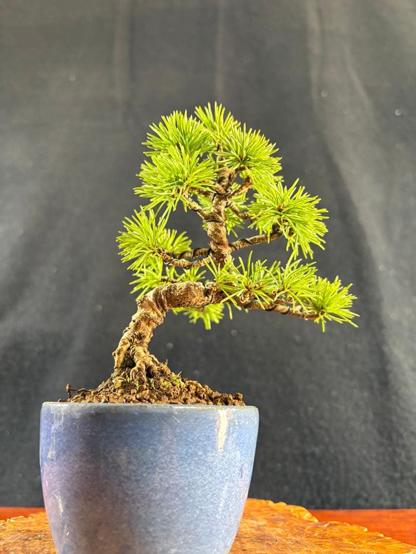 小品盆栽、赤石五葉松、懸崖模様木 目立った傷や汚れなし
