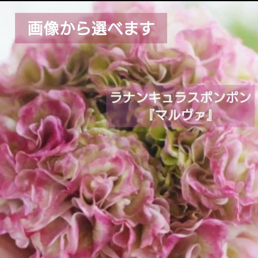 宿根草【タグ付】ラナンキュラスポンポン『マルヴァ』５号【超大輪】ポット苗　発送♪