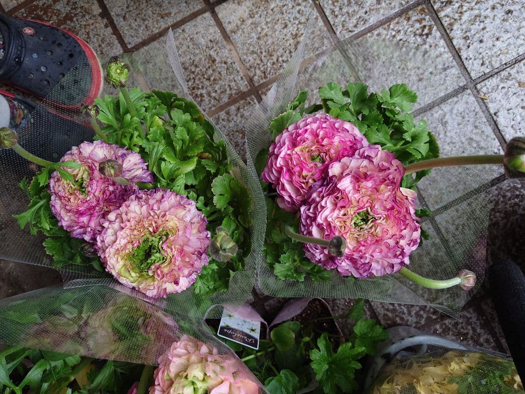 宿根草【タグ付】ラナンキュラスポンポン『マルヴァ』５号【超大輪】ポット苗　発送♪