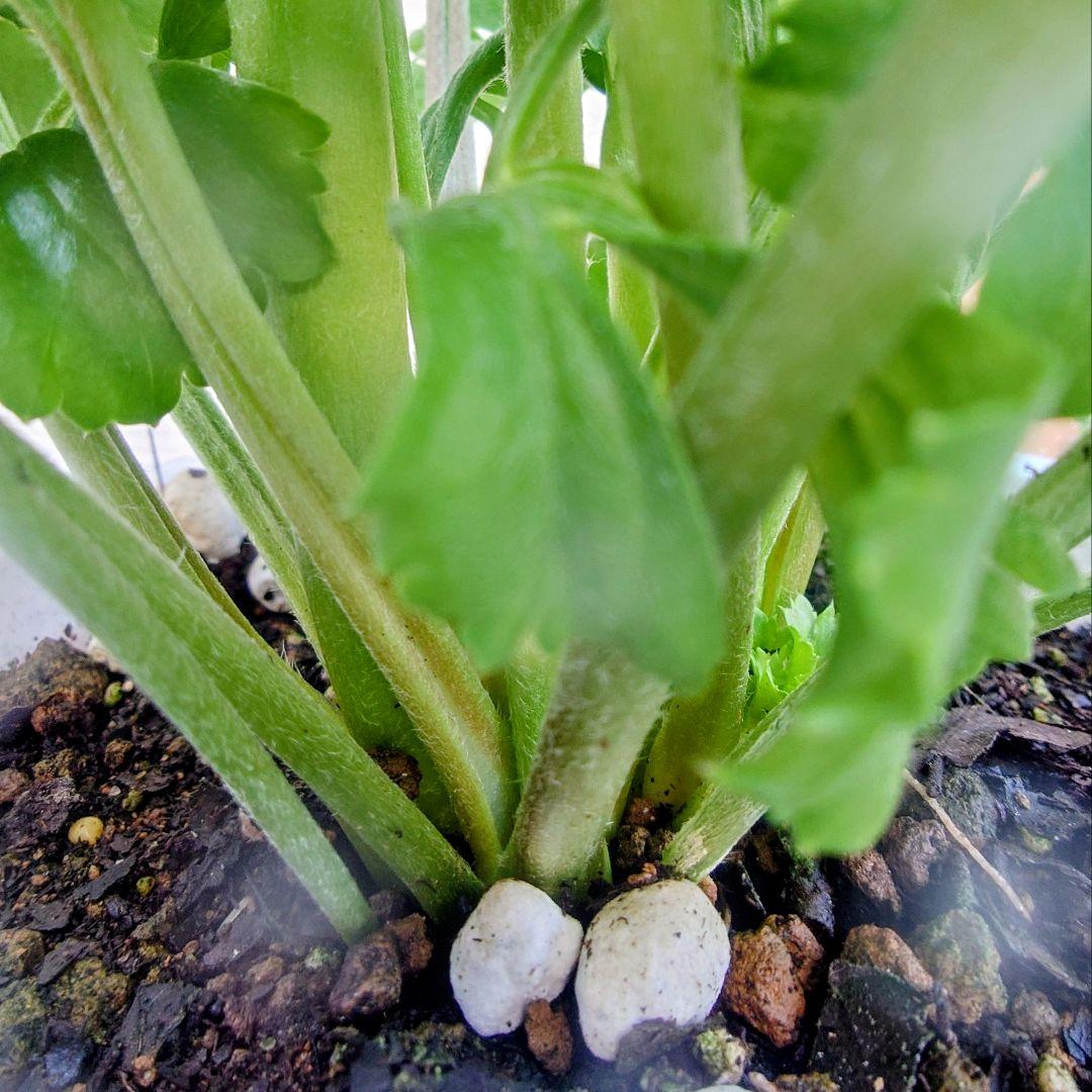 宿根草【タグ付】ラナンキュラスポンポン『マルヴァ』５号【超大輪】ポット苗　発送♪