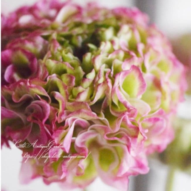 宿根草【タグ付】ラナンキュラスポンポン『マルヴァ』５号【超大輪】ポット苗　発送♪