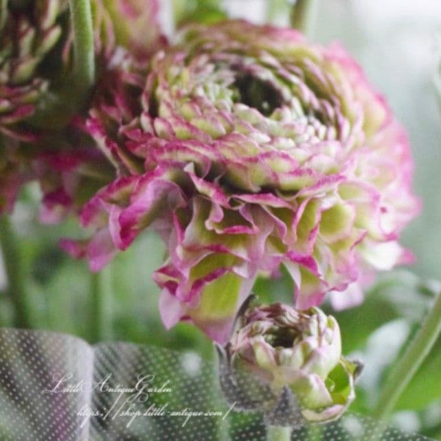 宿根草【タグ付】ラナンキュラスポンポン『マルヴァ』５号【超大輪】ポット苗　発送♪