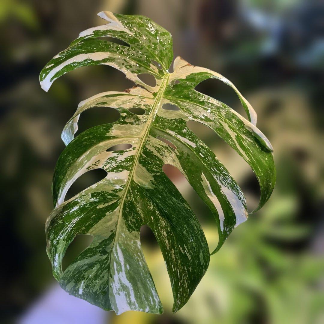 極斑 モンステラボルシギアナアルボホワイトタイガー5号