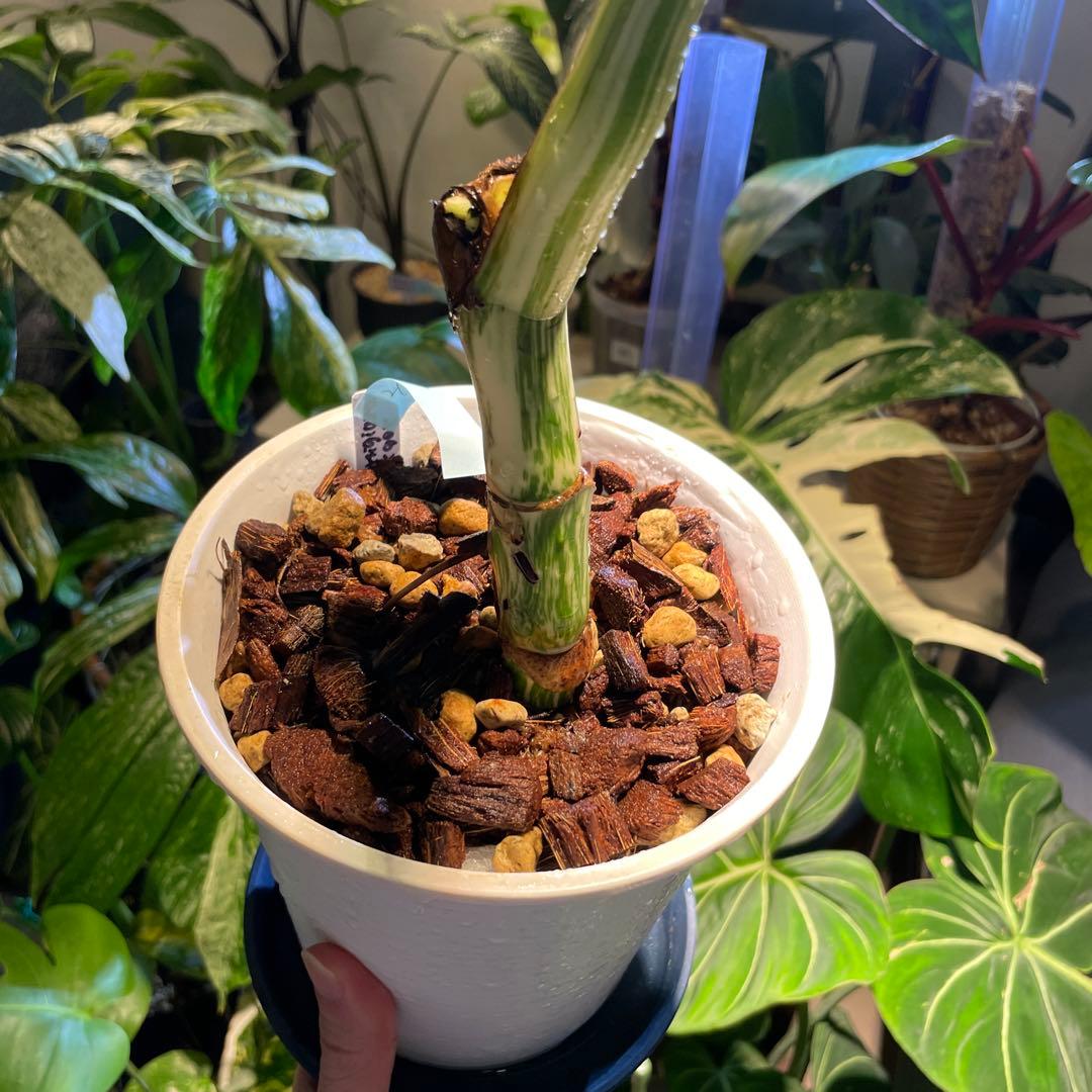 極斑 モンステラボルシギアナアルボホワイトタイガー5号