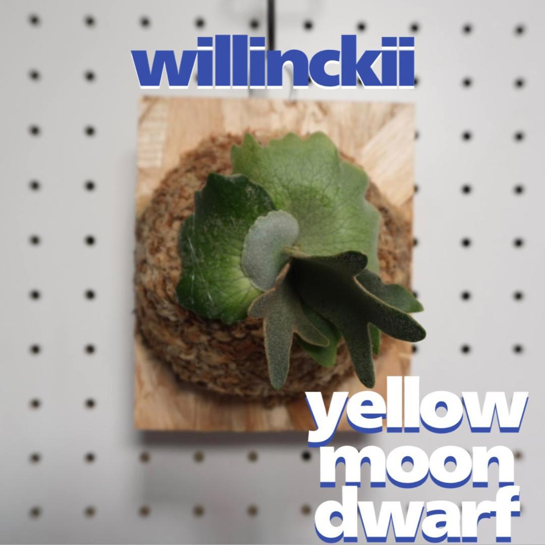 ビカクシダ YMDS ウィリンキー系 イエロームーンドワーフ　スポア Y-8