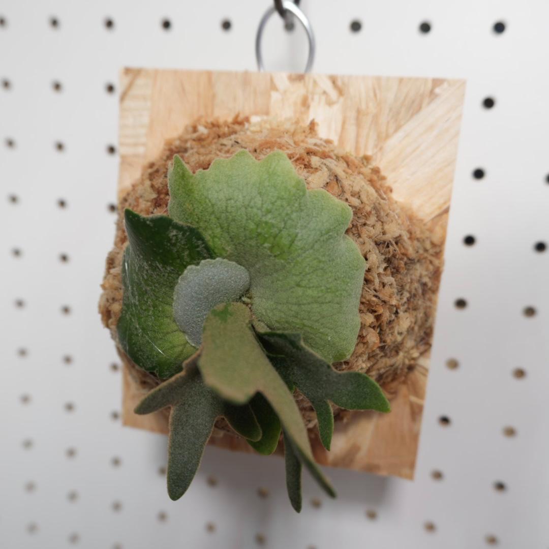 ビカクシダ YMDS ウィリンキー系 イエロームーンドワーフ　スポア Y-8