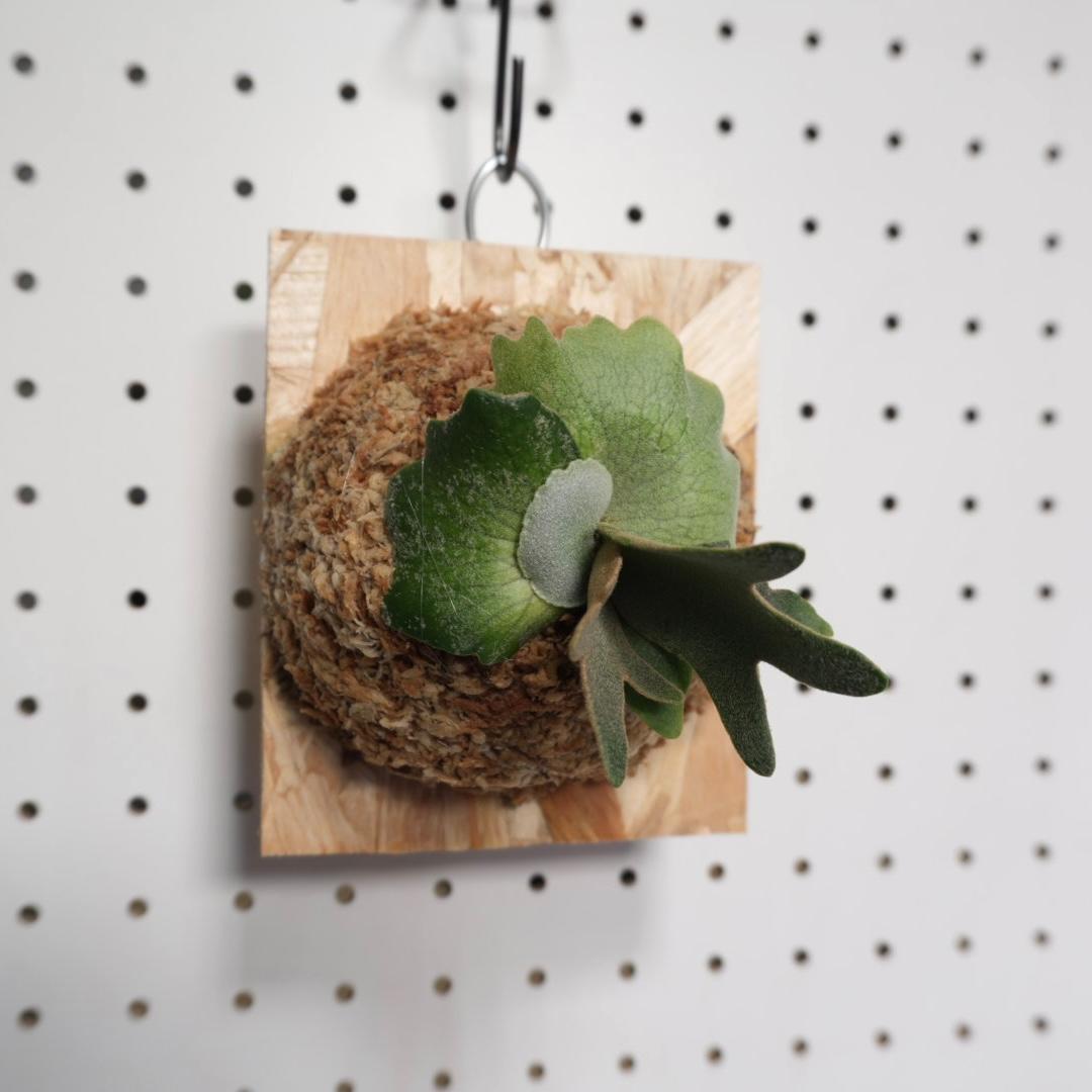 ビカクシダ YMDS ウィリンキー系 イエロームーンドワーフ　スポア Y-8