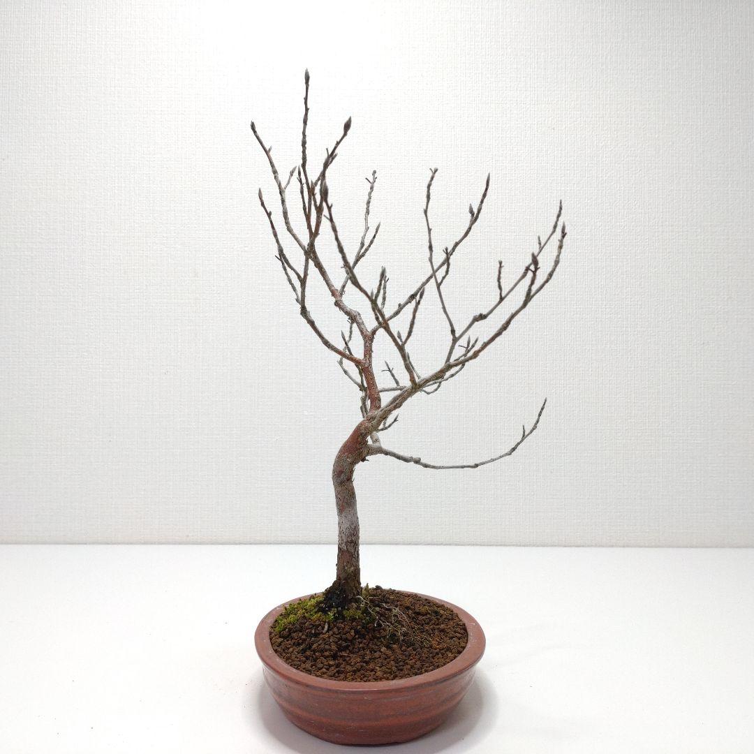寒樹姫沙羅（ヒメシャラ）盆栽 SS027