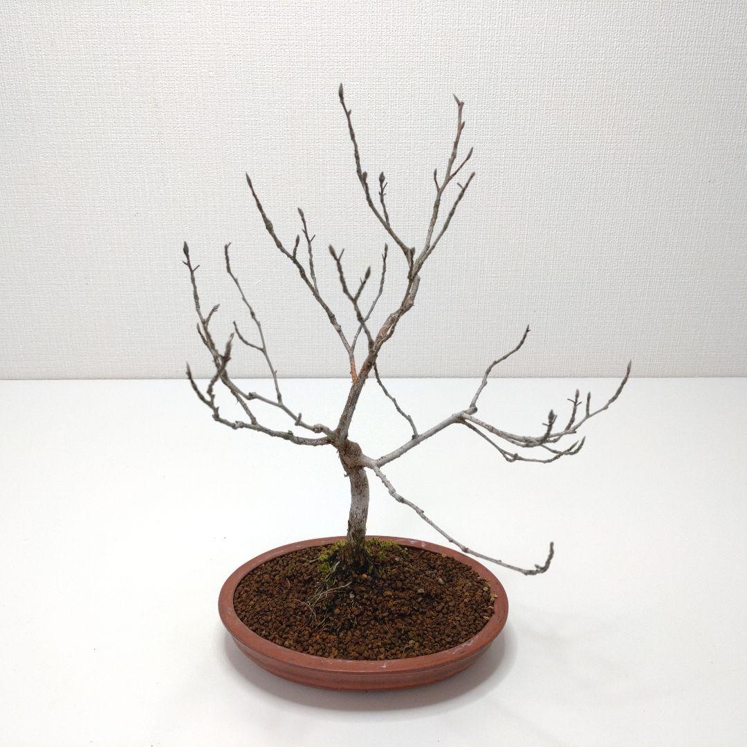 寒樹姫沙羅（ヒメシャラ）盆栽 SS027