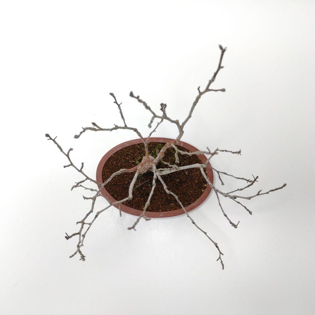 寒樹姫沙羅（ヒメシャラ）盆栽 SS027