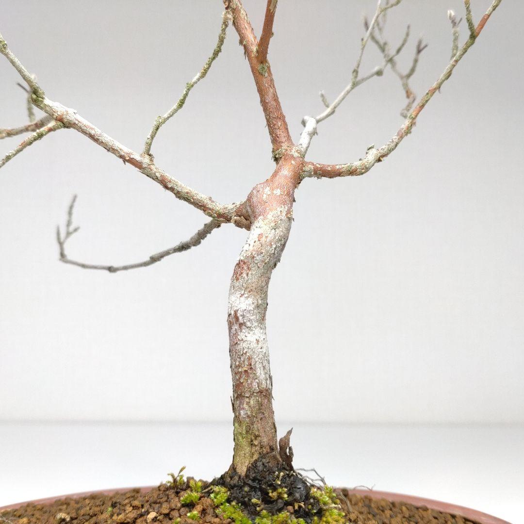 寒樹姫沙羅（ヒメシャラ）盆栽 SS027