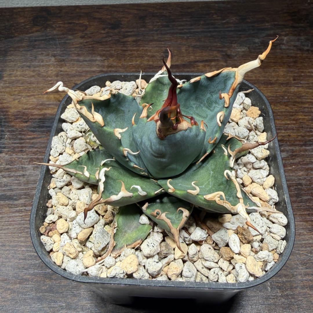 アガベ　【エボリBB】