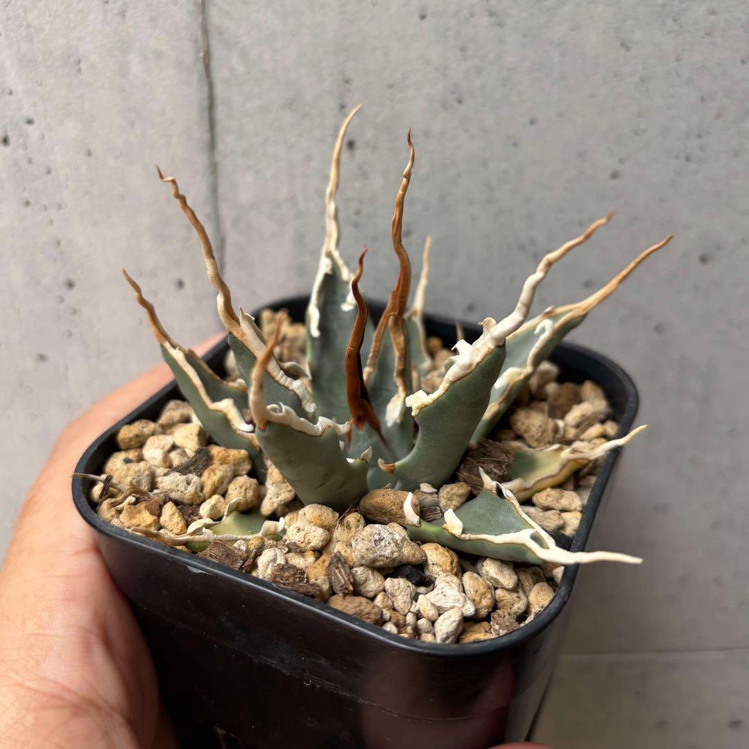 アガベ　ユタエンシス　エボリスピナ　選抜