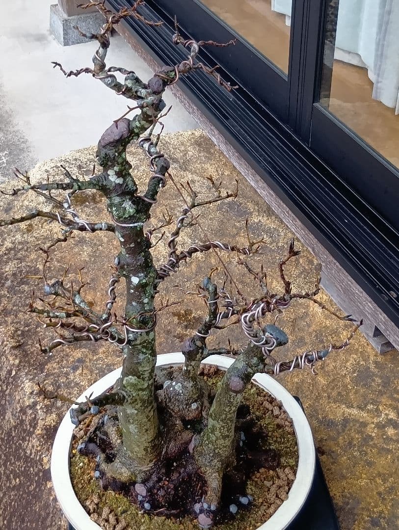 ブナ盆栽枯木 ‼️新年半額セール‼️ 37000円