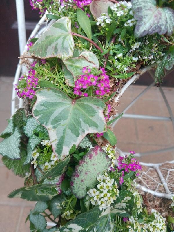 寄せ植え　 アリッサム　リース仕立て ラミウム　ハンギングリース