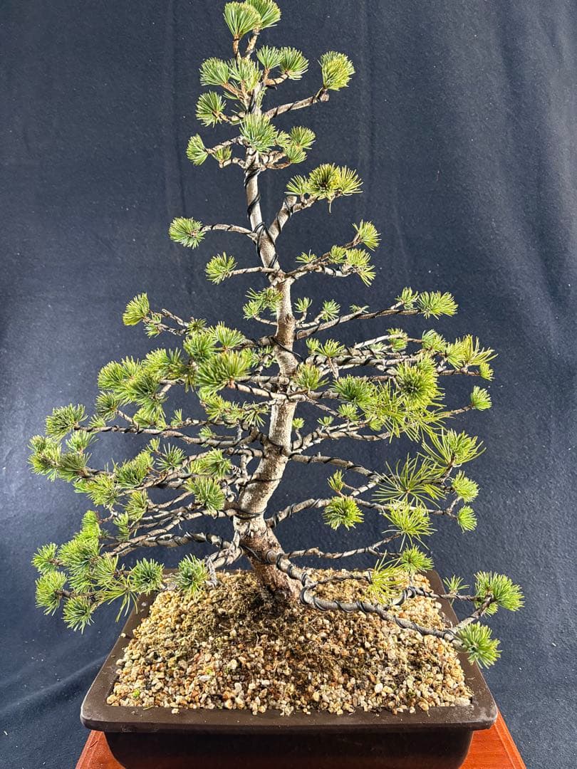 中品盆栽、赤石五葉松、模様木 目立った傷や汚れなし