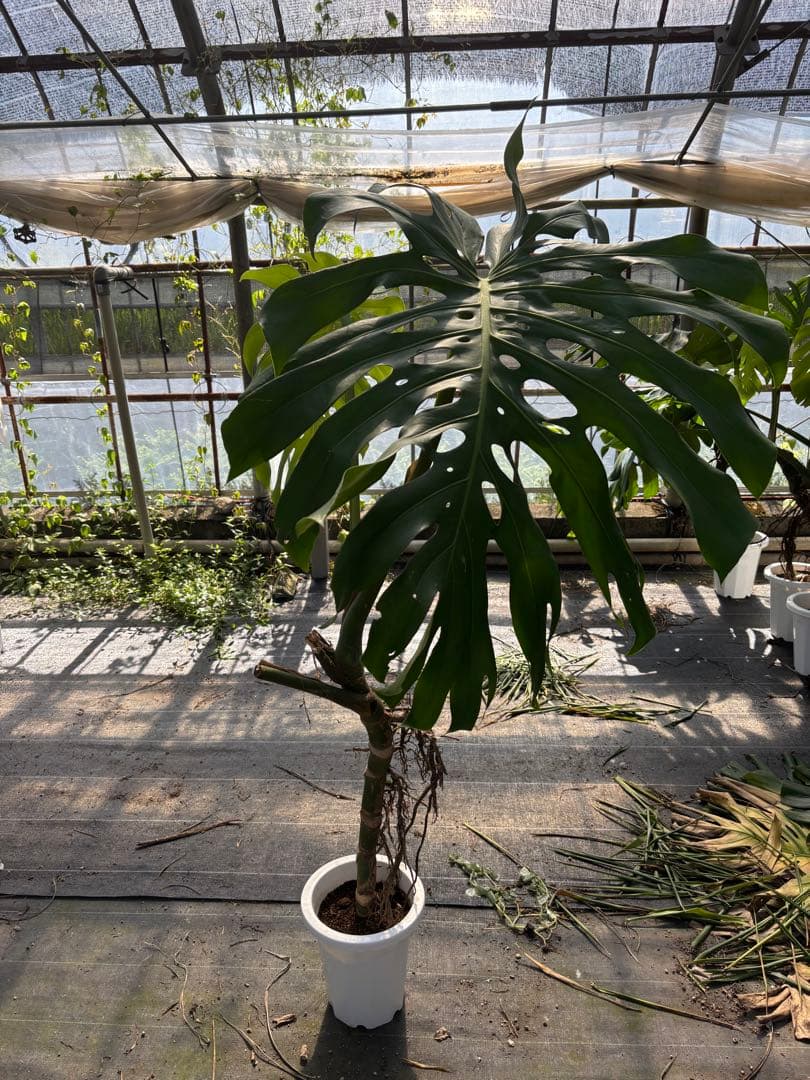 モンステラ 約1.6メートル 8号　現品