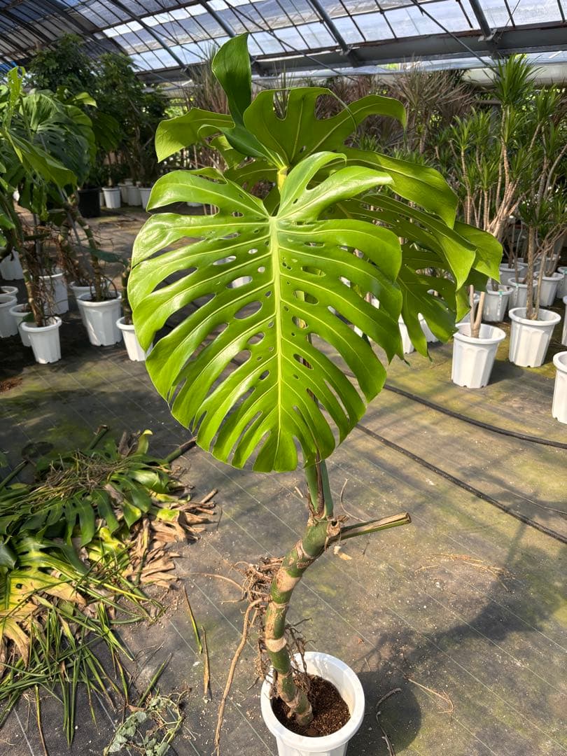 モンステラ 約1.6メートル 8号　現品