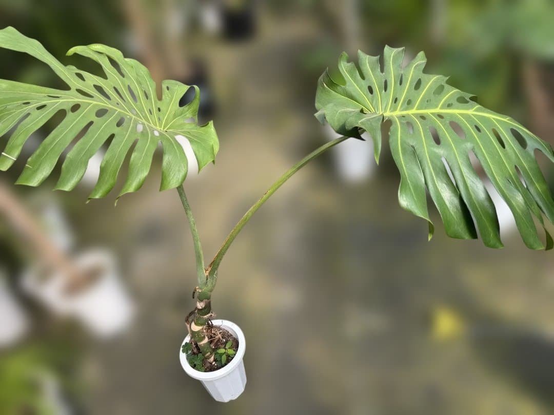 モンステラ 約1.6メートル 8号　現品