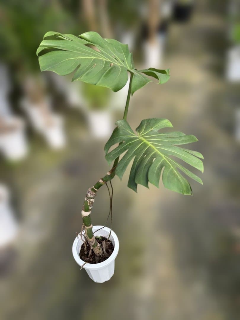 モンステラ 約1.6メートル 8号　現品