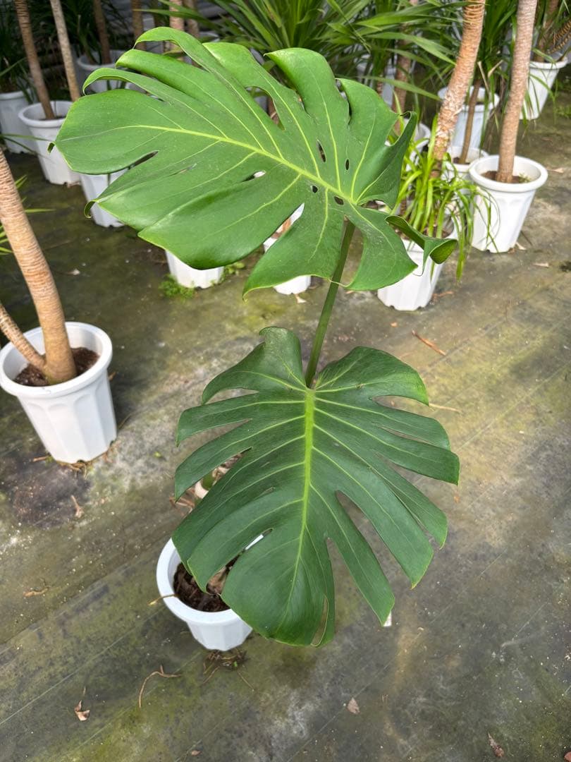 モンステラ 約1.6メートル 8号　現品