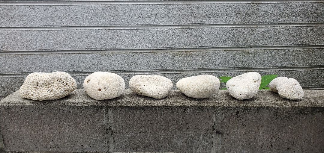 奄美群島産珊瑚  菊目石 天然石 海の宝石 ／貴重 インテリア オブジェ