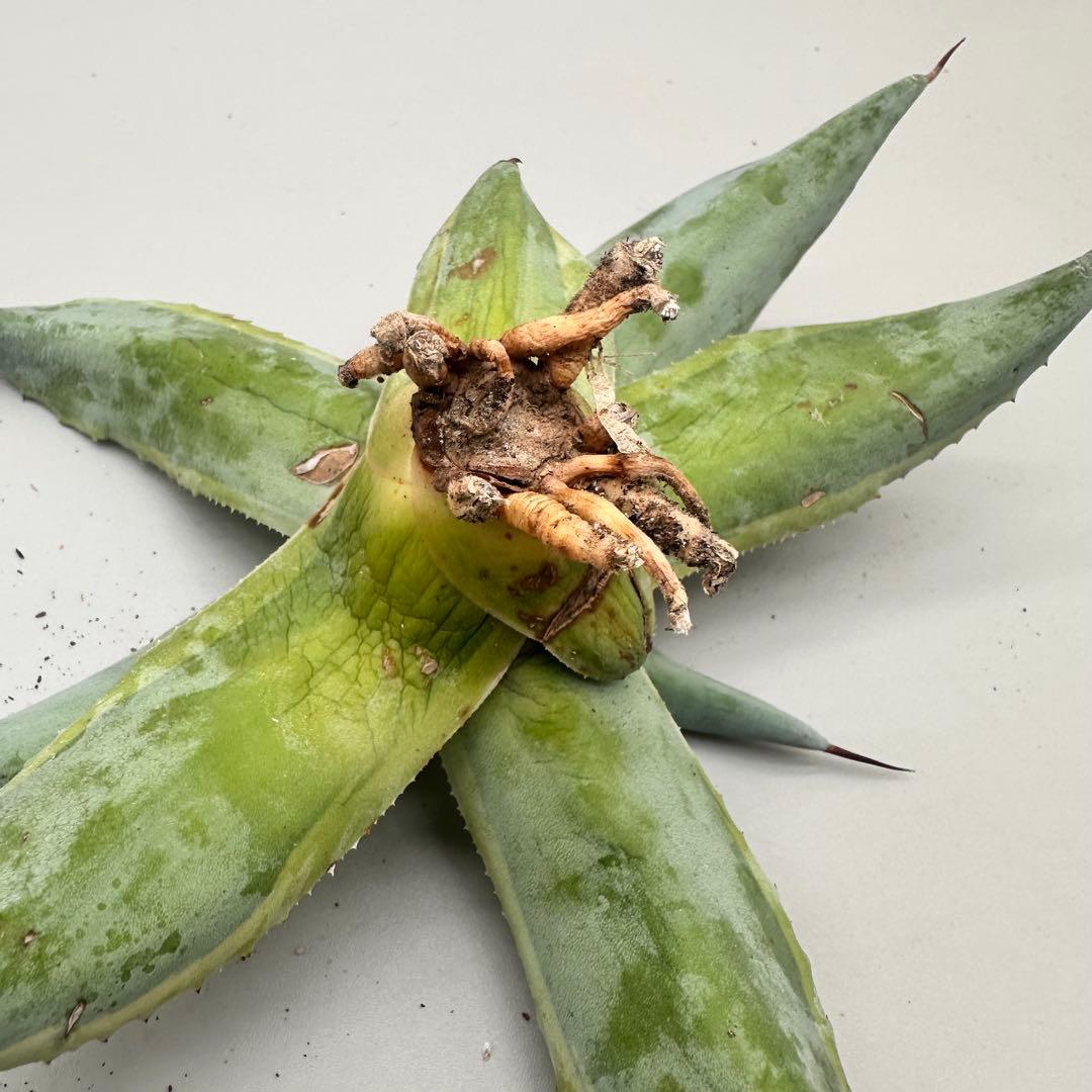 多肉植物・アガベ・チタノタ　オバティフォリア　オルカ　稀少株 激レア！