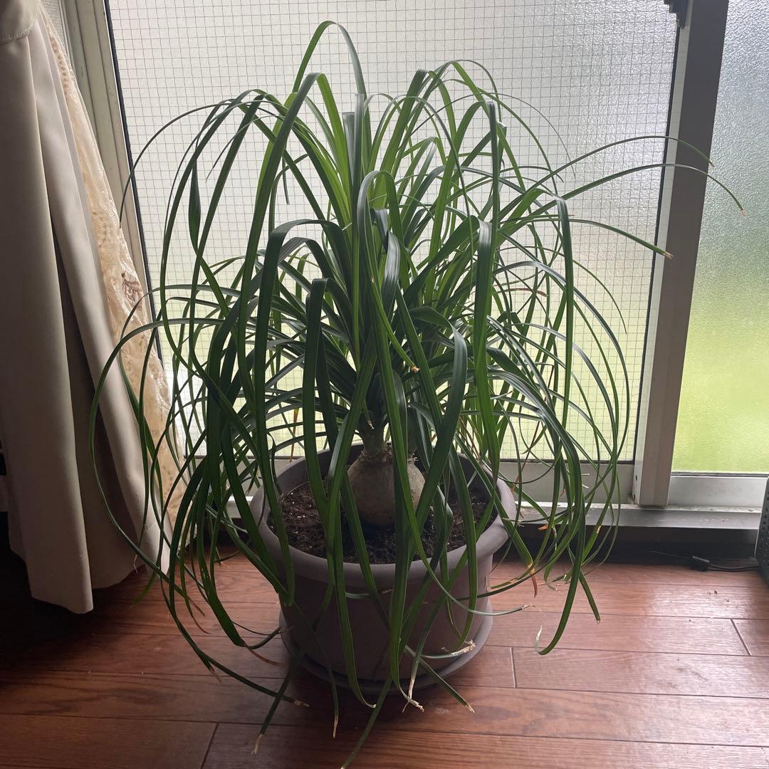 観葉植物　トックリラン　ポニーテール