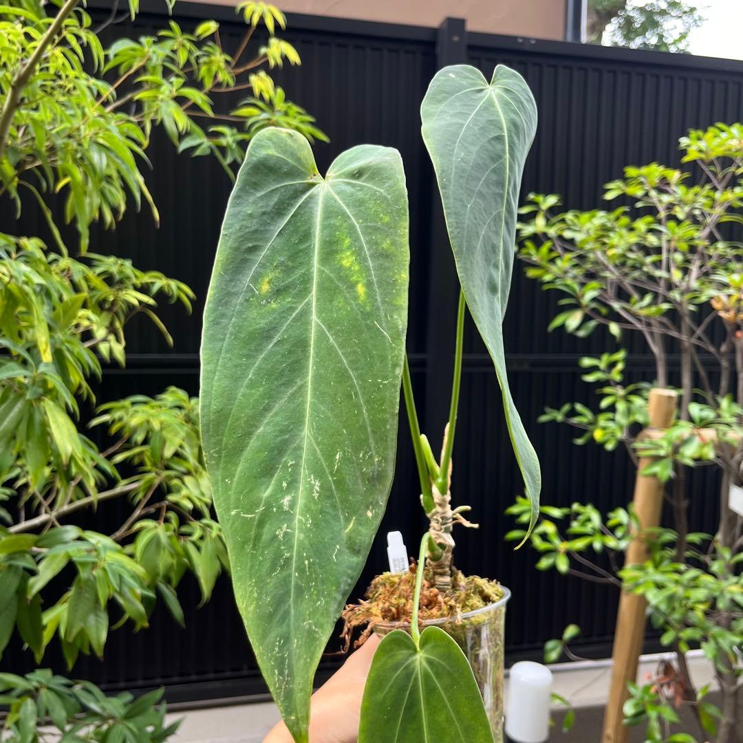 166 warocqueanum Esmeralda ワロクアナム　エスメラルダ