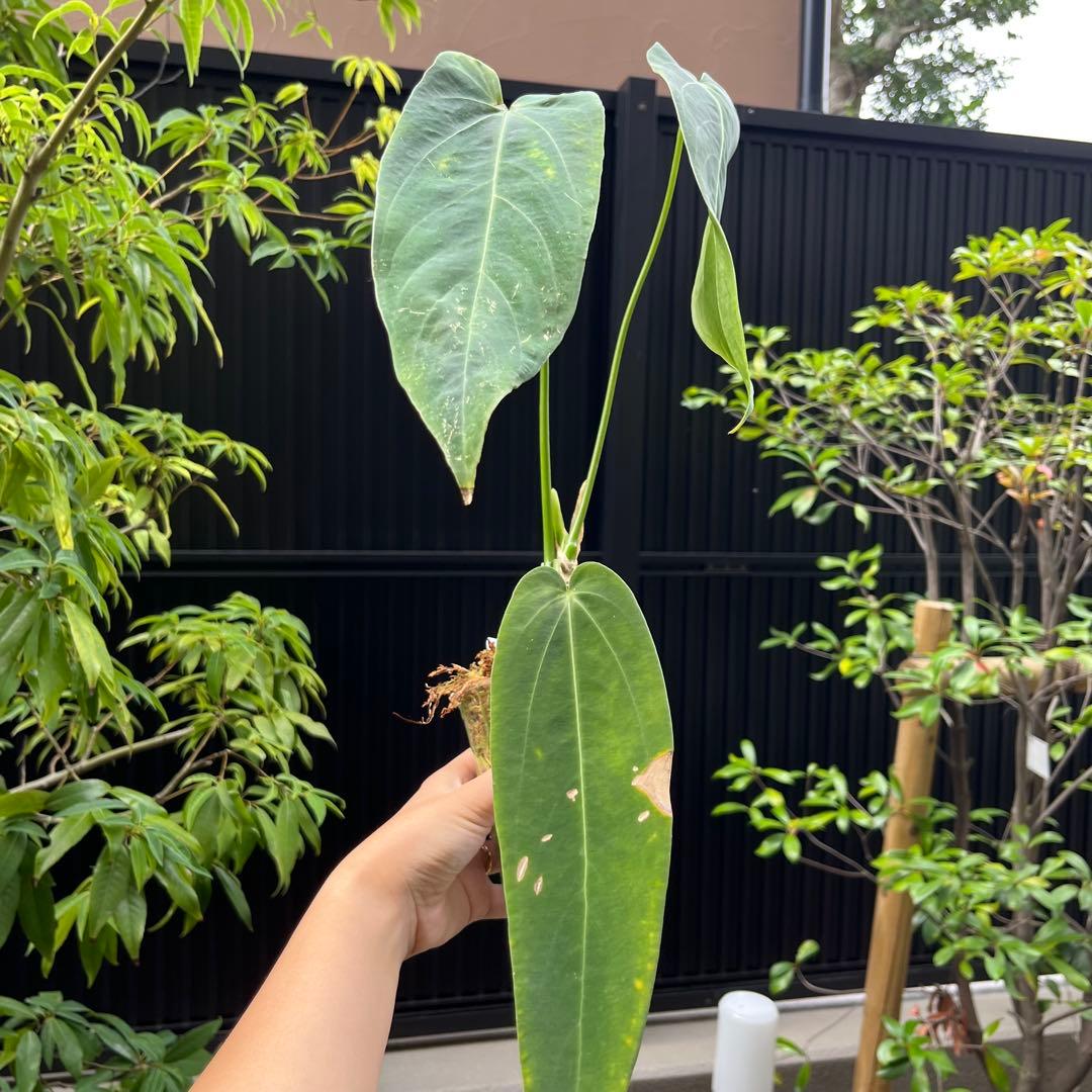 166 warocqueanum Esmeralda ワロクアナム　エスメラルダ