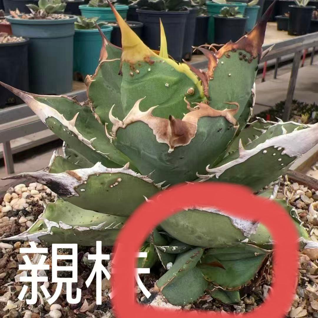 多肉植物 アガベ チタノタ 鰐亀 胴切子株