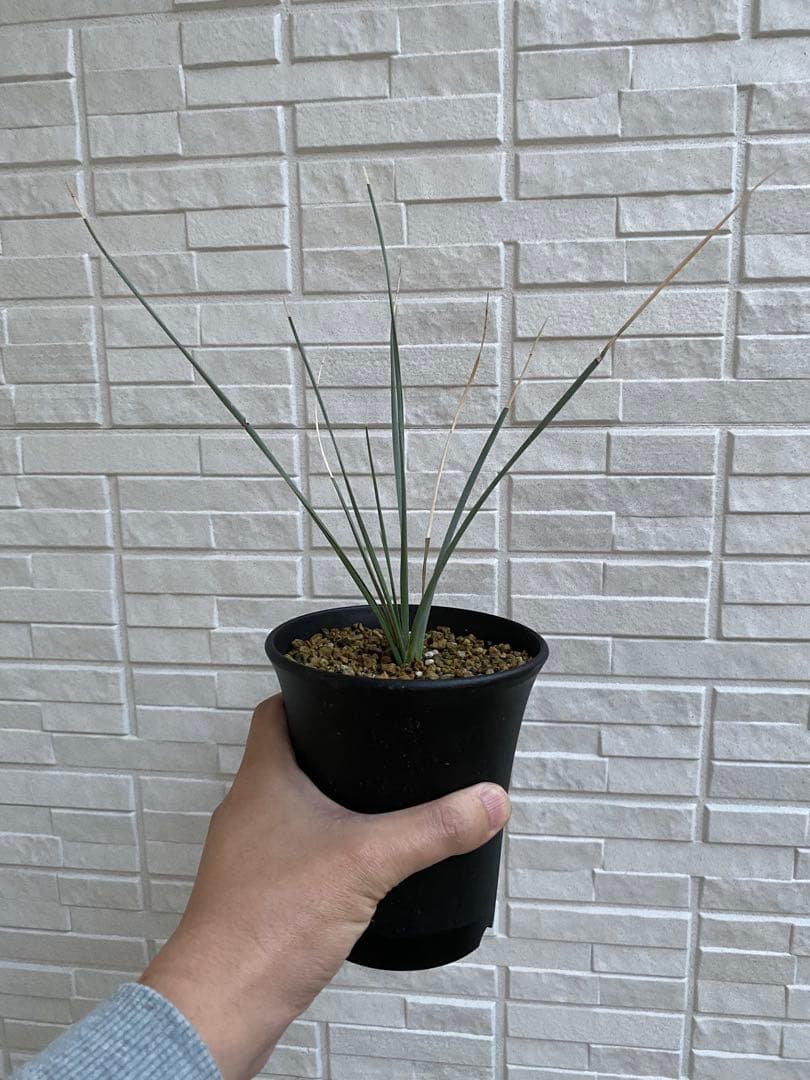 【超希少】 ドラセナオンベット コレクション苗