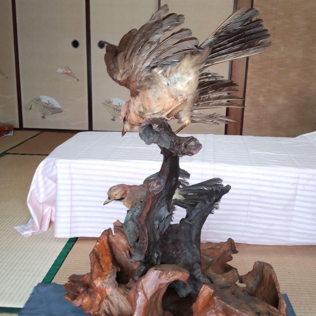 ★ 天然木の置物 鳥の剥製2羽付き インテリア