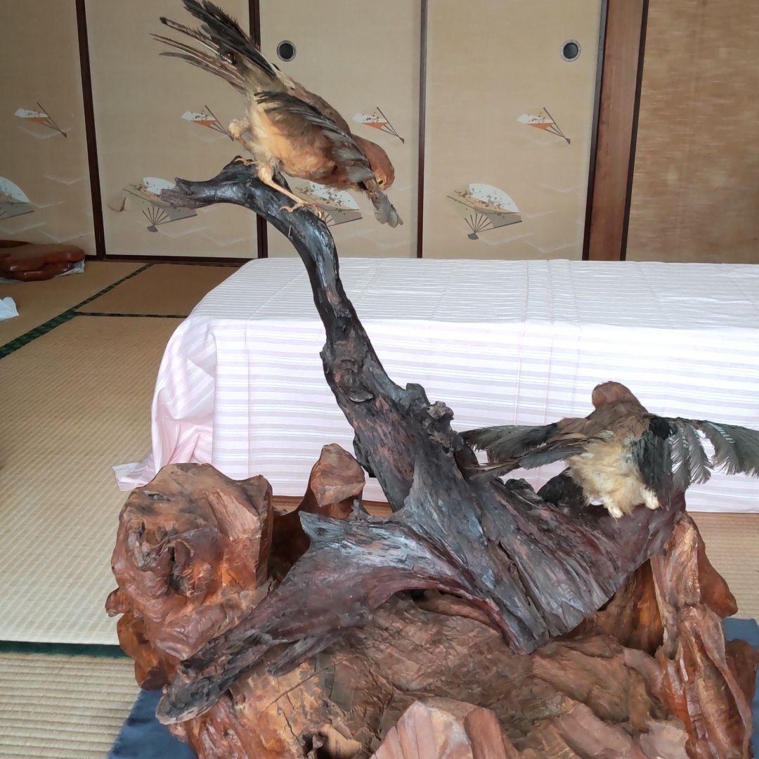 ★ 天然木の置物 鳥の剥製2羽付き インテリア