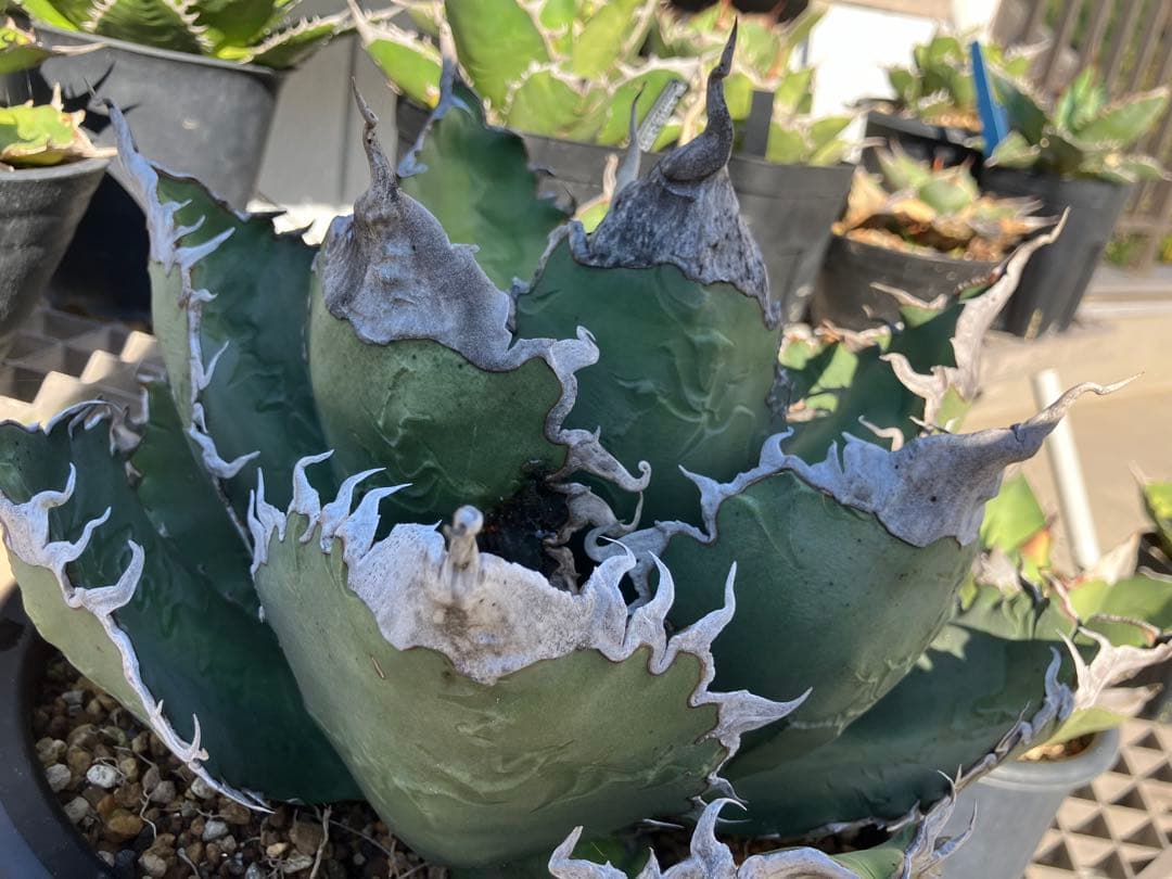 親株出品　アガベ　チタノタ　悪魔くん　検　スーパーチタノタ　発根済み