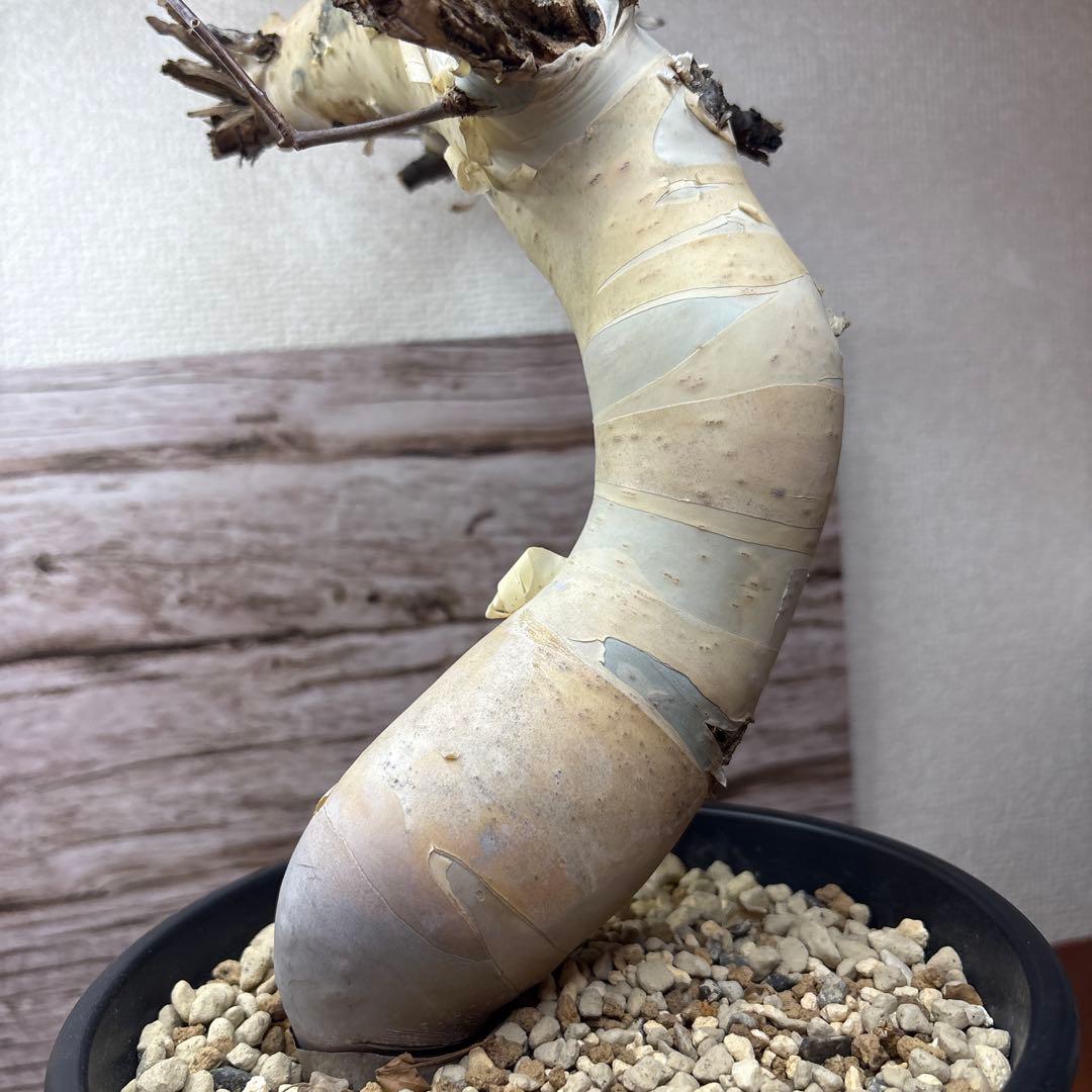 塊根植物 コミフォラ カタフ ピュア 美株