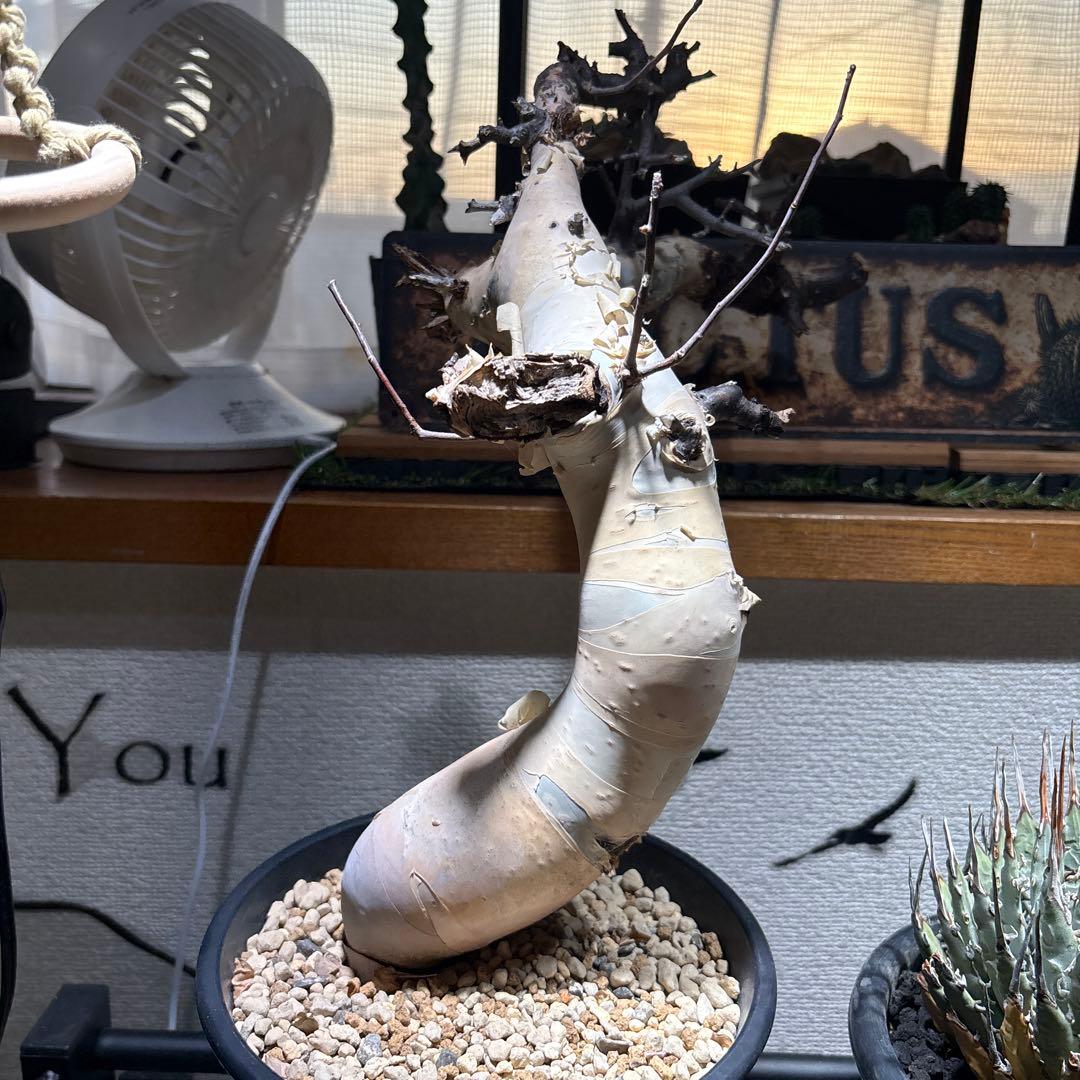 塊根植物 コミフォラ カタフ ピュア 美株