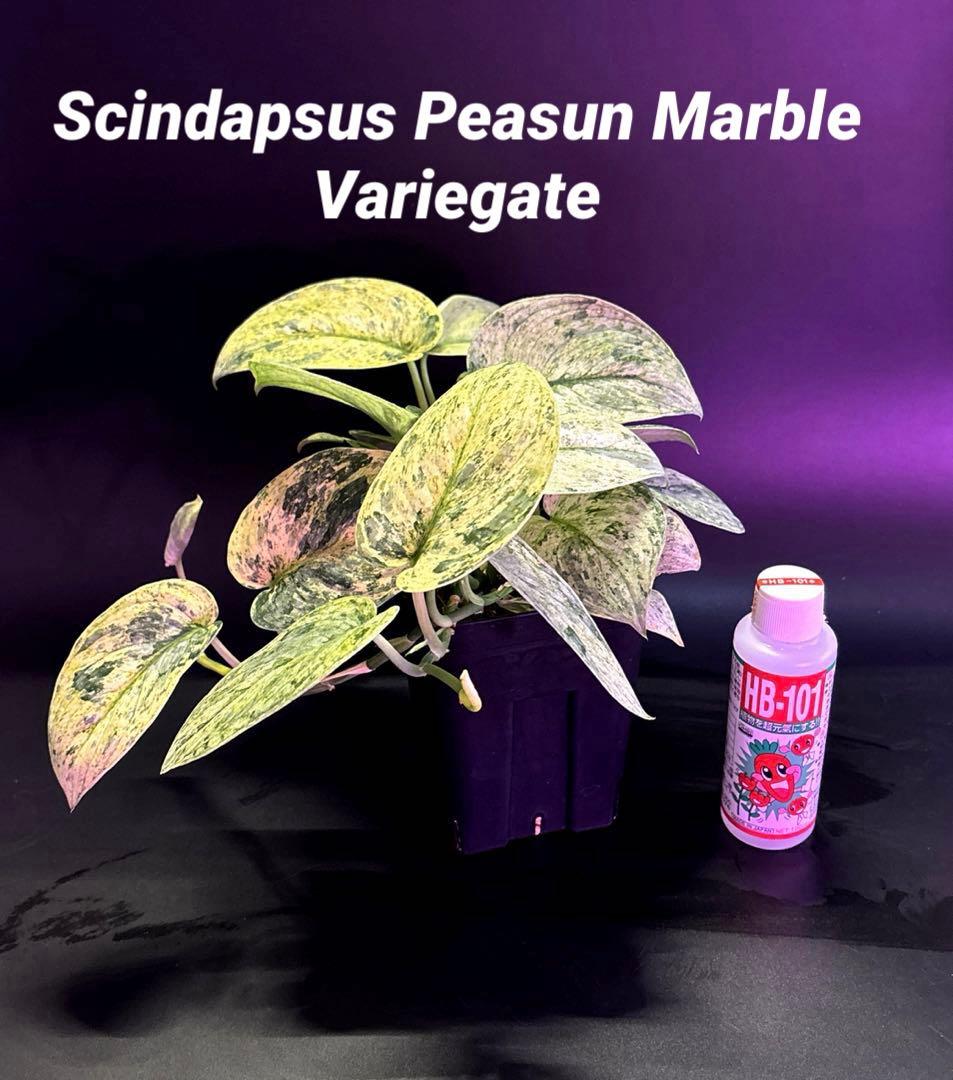 スキンダプサス ピースンマーブル わさわさ仕立て　1