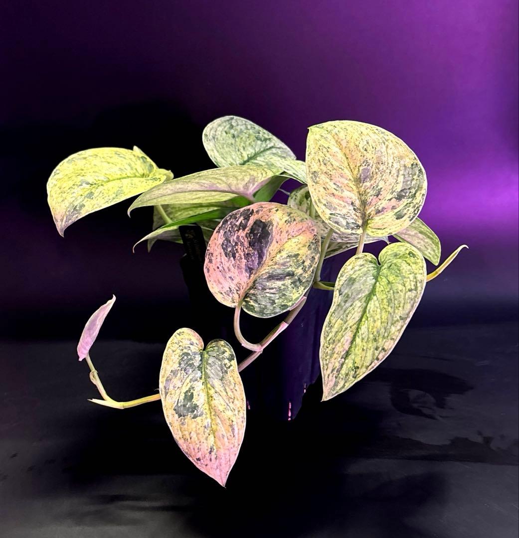 スキンダプサス ピースンマーブル わさわさ仕立て　1