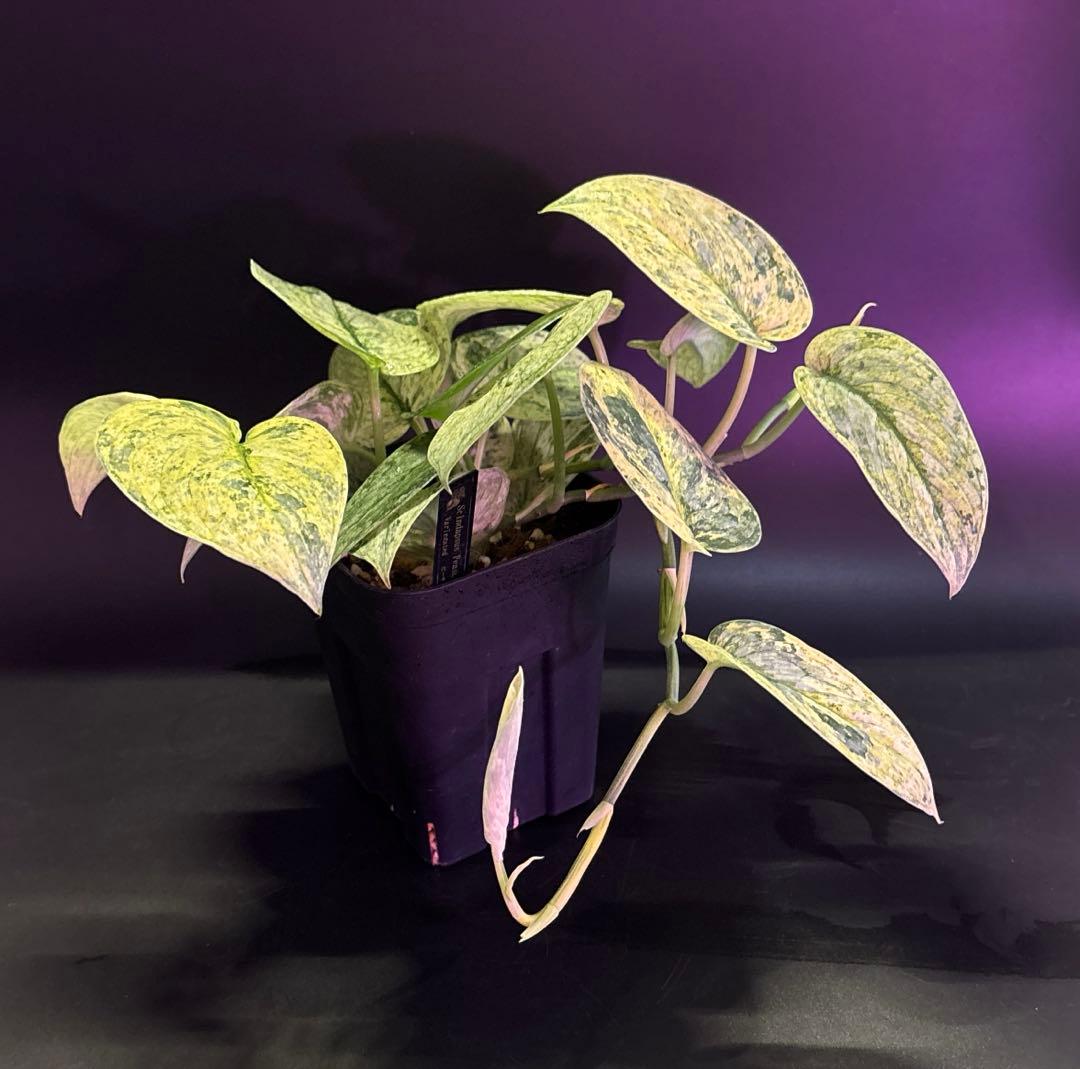 スキンダプサス ピースンマーブル わさわさ仕立て　1