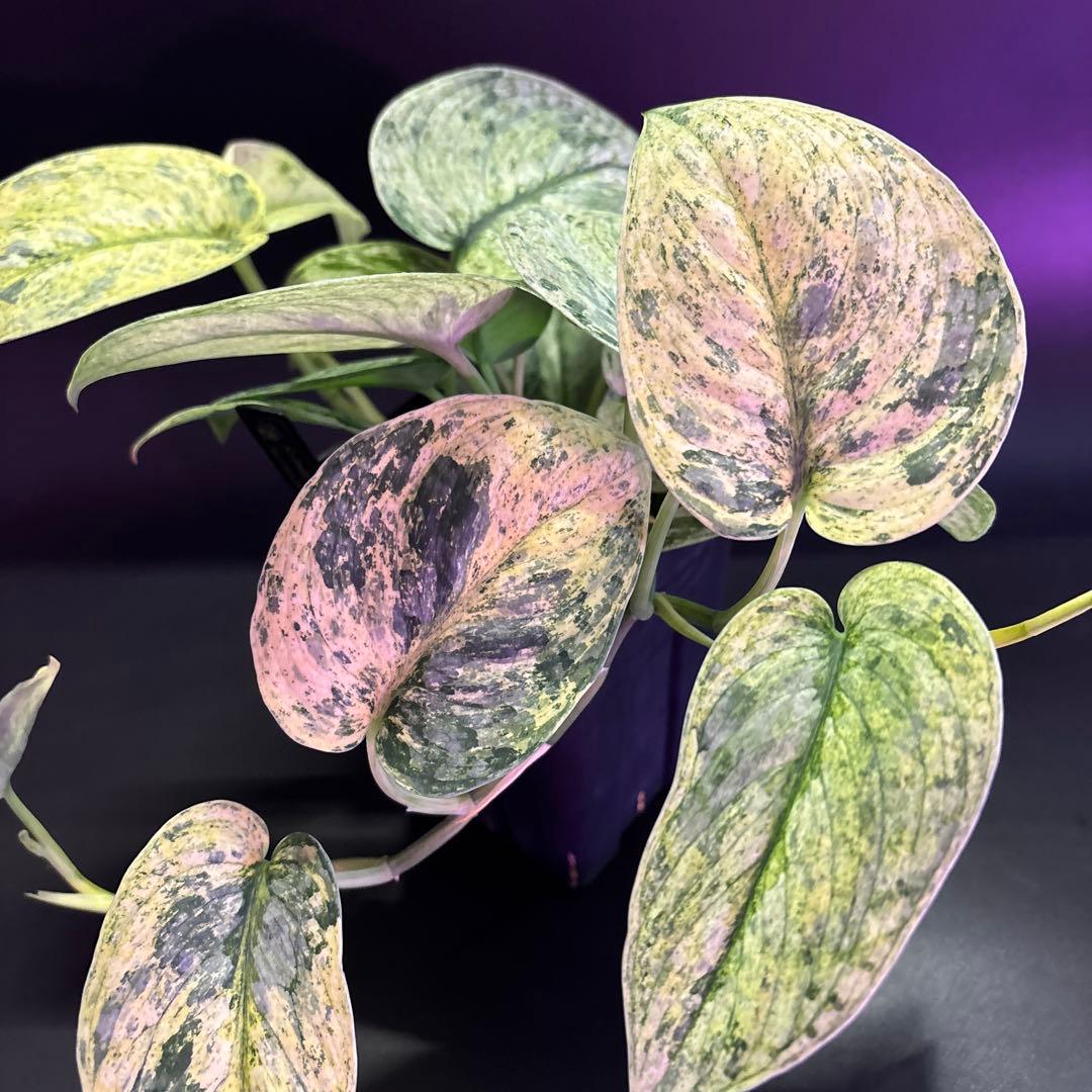 スキンダプサス ピースンマーブル わさわさ仕立て　1