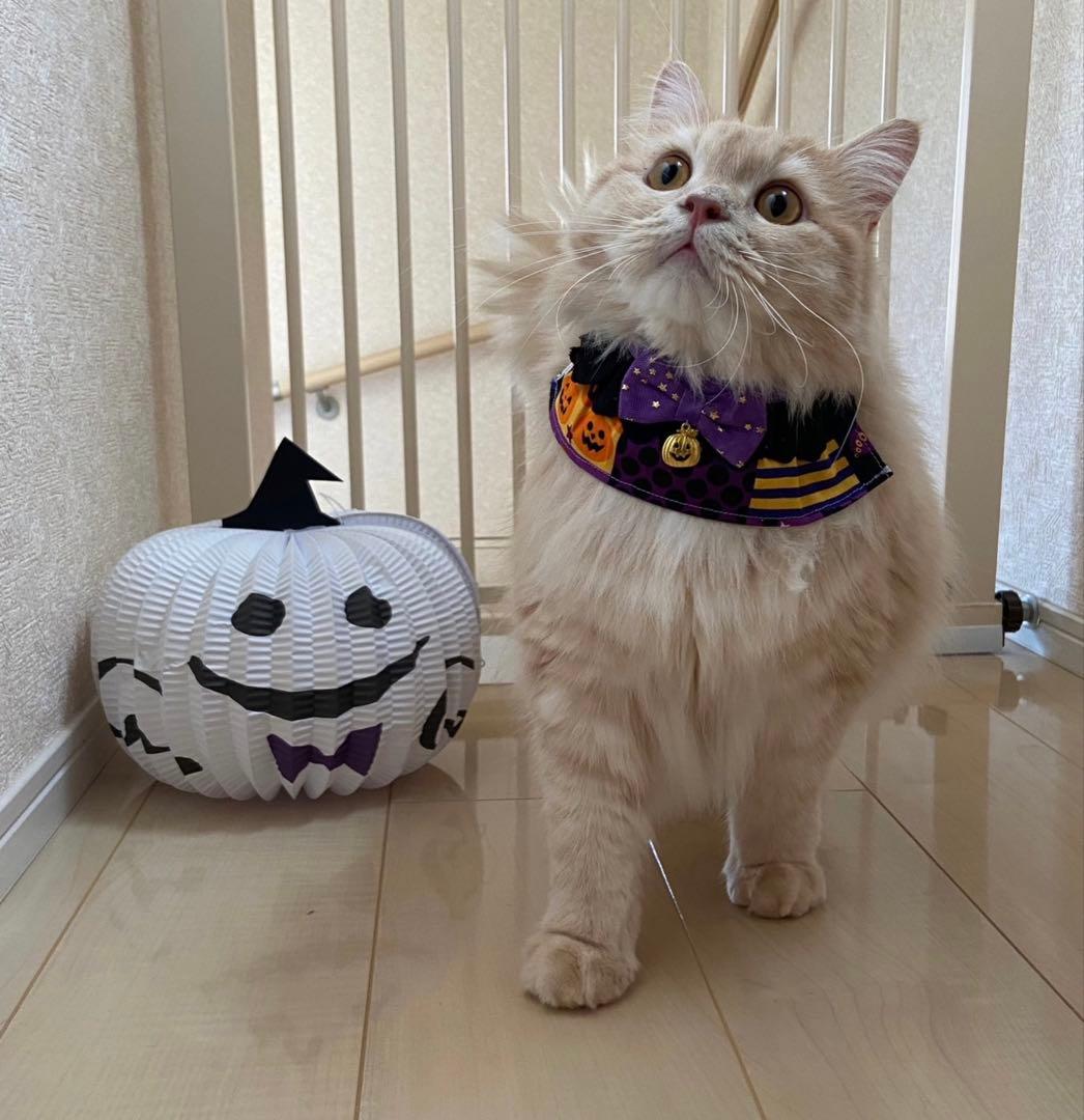 フレアスタイ(ハロウィンI) Ｎｏ．110-580