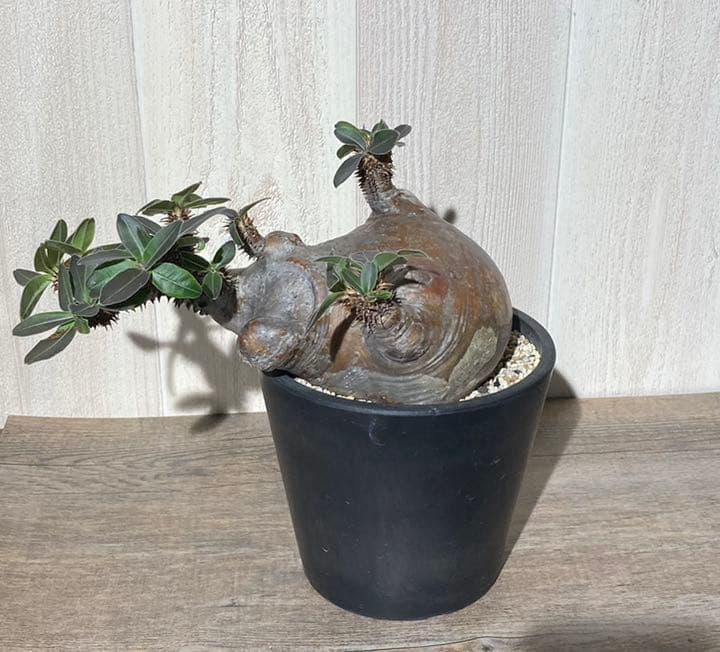 パキポディウム  マカイエンセ　「魔界玉」