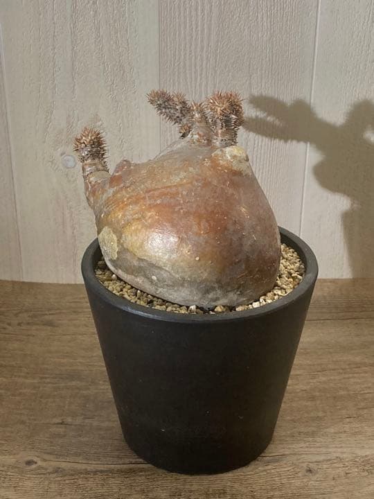 パキポディウム  マカイエンセ　「魔界玉」