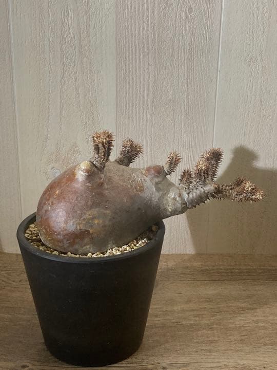 パキポディウム  マカイエンセ　「魔界玉」