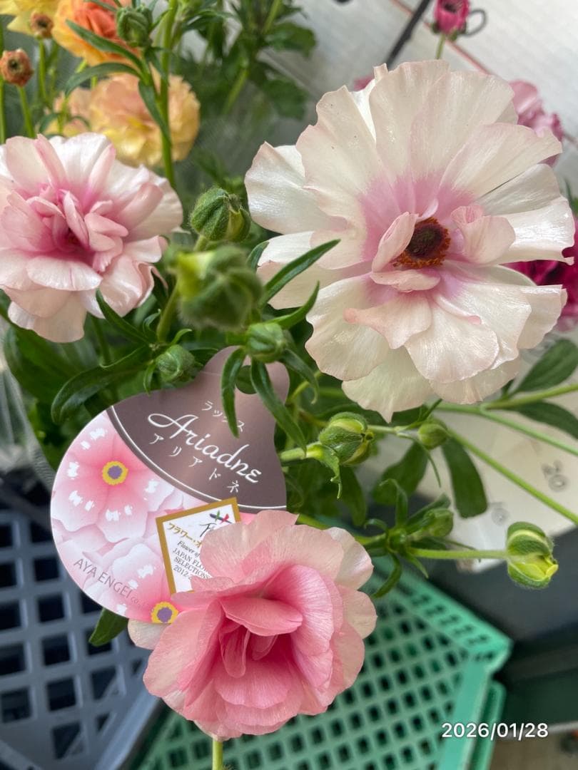 ぱるる　ラナンキュラス　ラックス　全6種類　　5号化粧鉢　　大苗