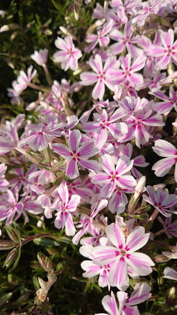 芝桜 各種 確認用