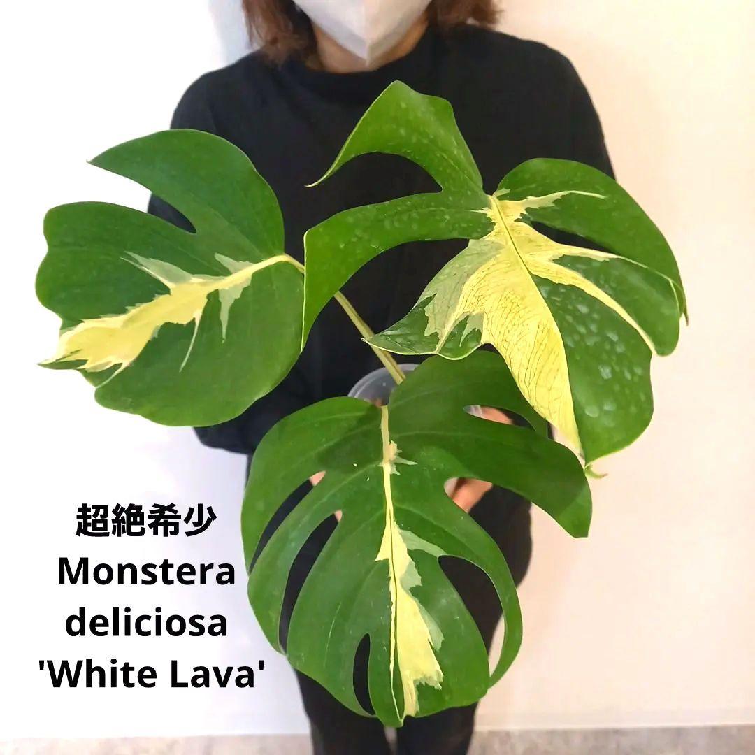 超絶希少 モンステラ デリシオーサ ホワイト　ラバ