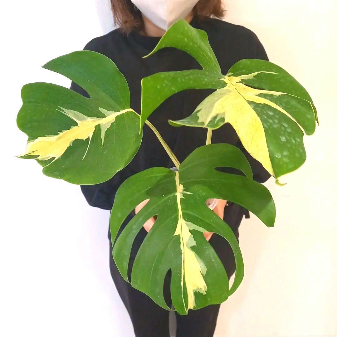 超絶希少 モンステラ デリシオーサ ホワイト　ラバ